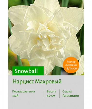 Нарцисс Snowball