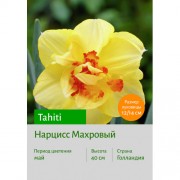 Нарцисс Tahiti