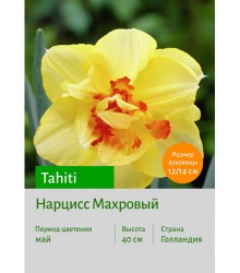 Нарцисс Tahiti