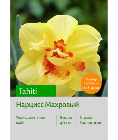 Нарцисс Tahiti