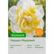 Нарцисс Westward
