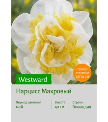 Нарцисс Westward
