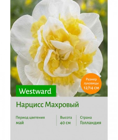 Нарцисс Westward