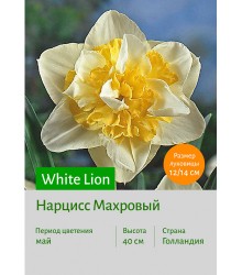 Нарцисс White Lion