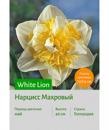 Нарцисс White Lion