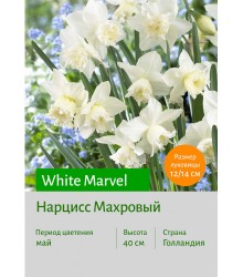 Нарцисс White Marvel