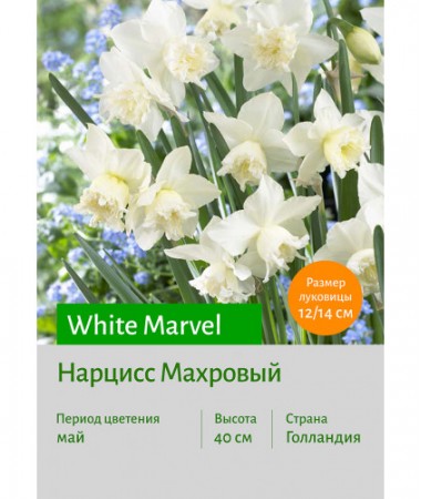 Нарцисс White Marvel