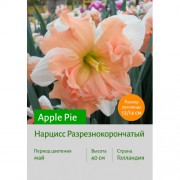 Нарцисс Apple Pie