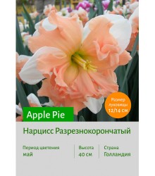 Нарцисс Apple Pie