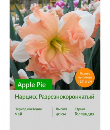 Нарцисс Apple Pie