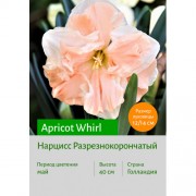 Нарцисс Apricot Whirl