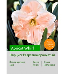 Нарцисс Apricot Whirl