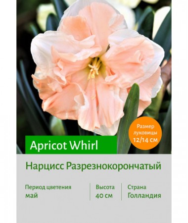 Нарцисс Apricot Whirl
