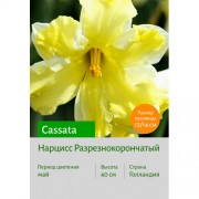 Нарцисс Cassata