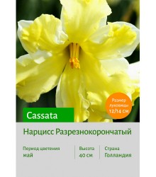 Нарцисс Cassata
