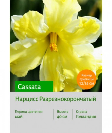 Нарцисс Cassata