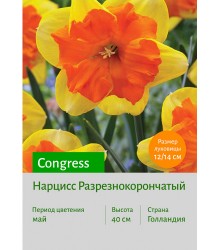Нарцисс Congress