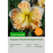 Нарцисс Cum Laude