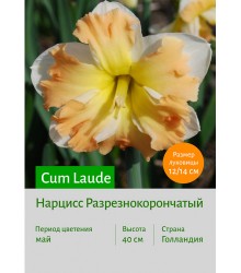Нарцисс Cum Laude