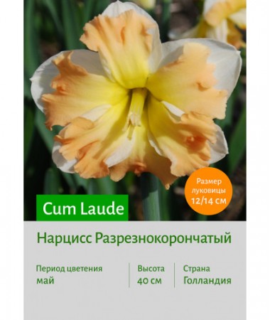 Нарцисс Cum Laude