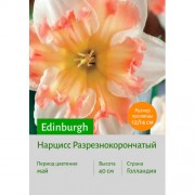 Нарцисс Edinburgh