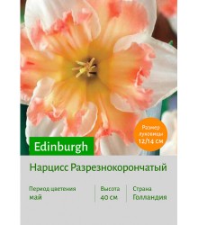 Нарцисс Edinburgh