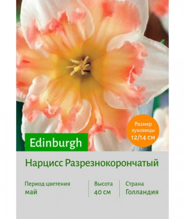 Нарцисс Edinburgh