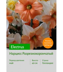 Нарцисс Electrus