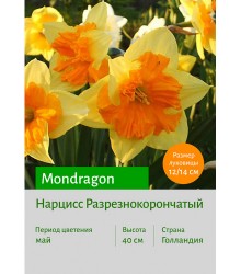 Нарцисс Mondragon