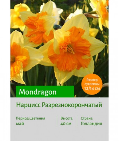 Нарцисс Mondragon