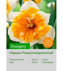 Нарцисс Orangery