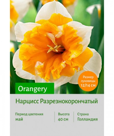 Нарцисс Orangery
