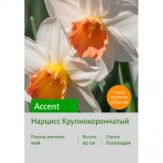Нарцисс Accent