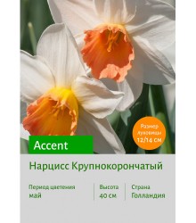 Нарцисс Accent