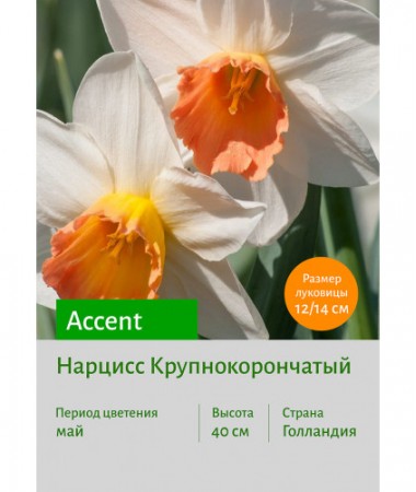 Нарцисс Accent