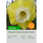 Нарцисс Avalon
