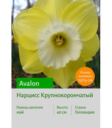 Нарцисс Avalon