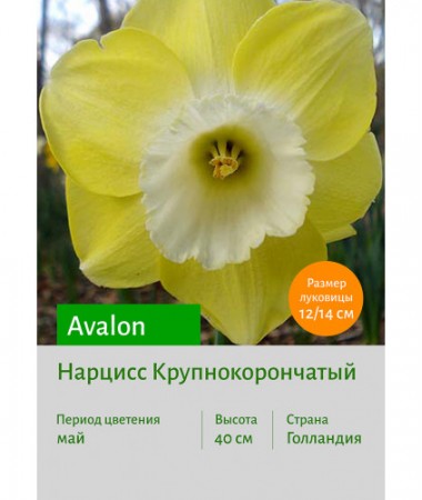 Нарцисс Avalon