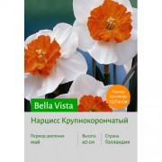 Нарцисс Bella Vista