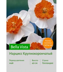 Нарцисс Bella Vista