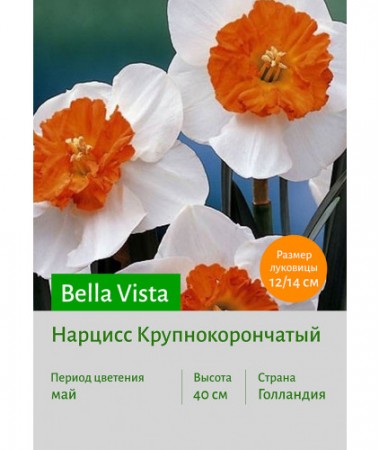 Нарцисс Bella Vista