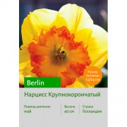 Нарцисс Berlin
