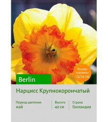 Нарцисс Berlin
