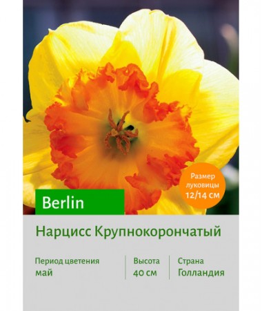 Нарцисс Berlin