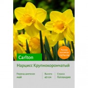 Нарцисс Carlton