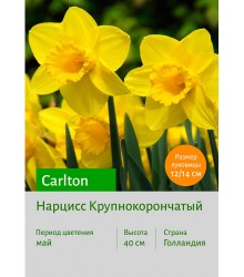 Нарцисс Carlton