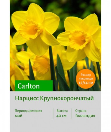 Нарцисс Carlton