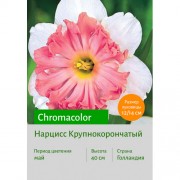 Нарцисс Chromacolor