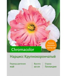Нарцисс Chromacolor