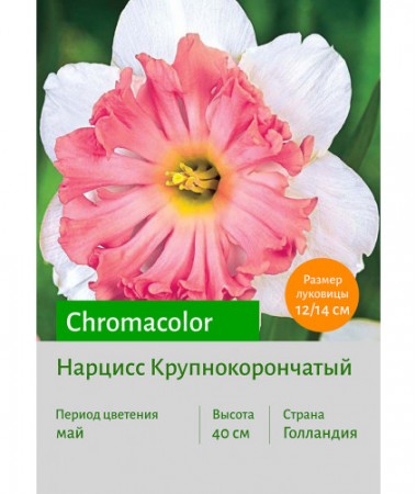 Нарцисс Chromacolor
